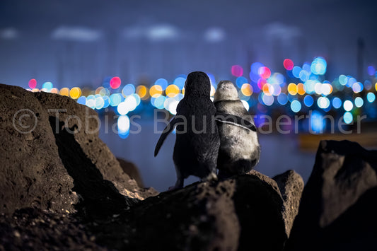 The Lucky Ones / Hugging Penguins Watching Melbourne Skyline